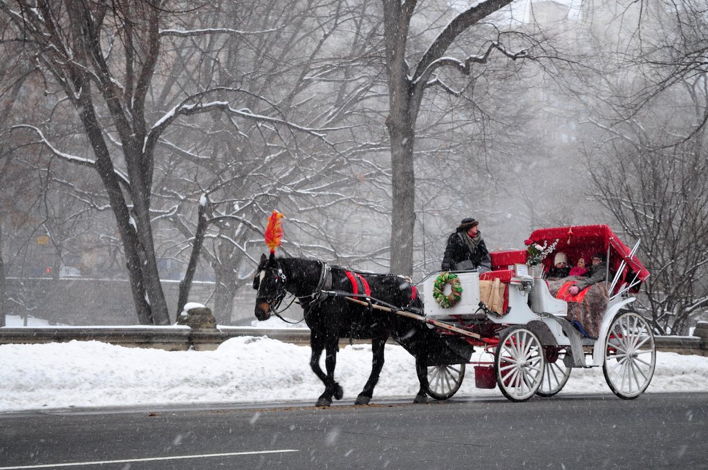 Horse and best sale buggy central park