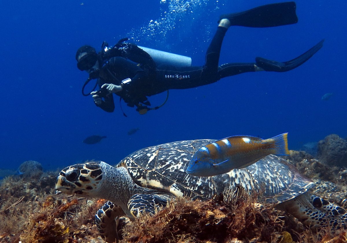 Blue Mystic Divers (Cozumel) - All You Need to Know BEFORE You Go