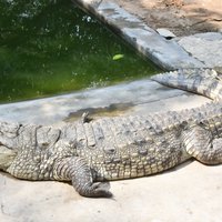 AMARAVATHI CROCODILE FARM (2024) All You Need to Know BEFORE You Go ...