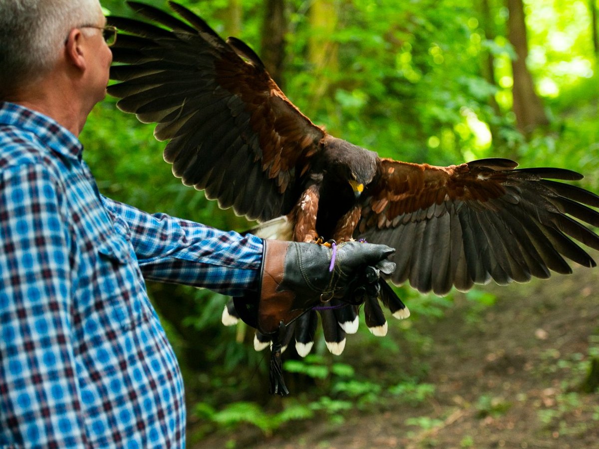 How to identify birds of prey  Herts and Middlesex Wildlife Trust