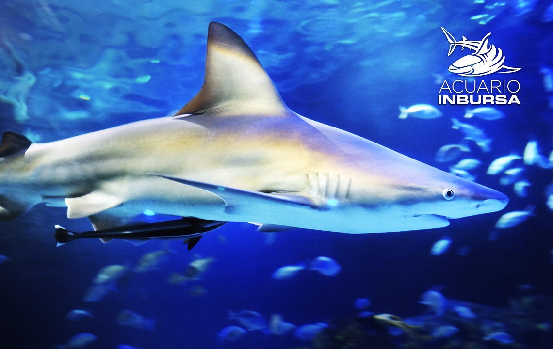 Acuario Inbursa (Ciudad de México) - 2023 Lo que se debe saber antes de viajar - Tripadvisor Acuario Inbursa (Ciudad de México) - 2023 Lo que se debe saber antes de viajar - Tripadvisor