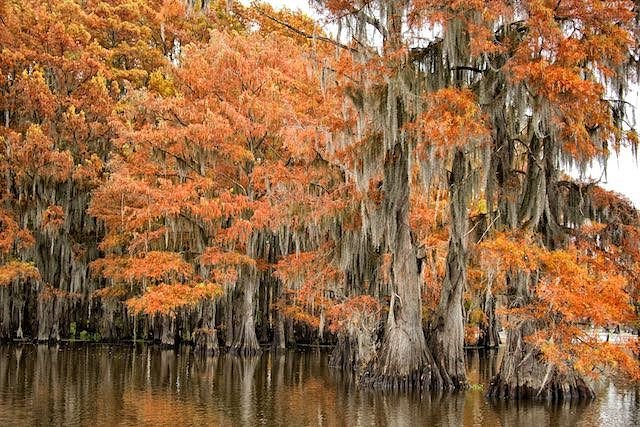 Caddo Lake Tours and Canoe Rentals image