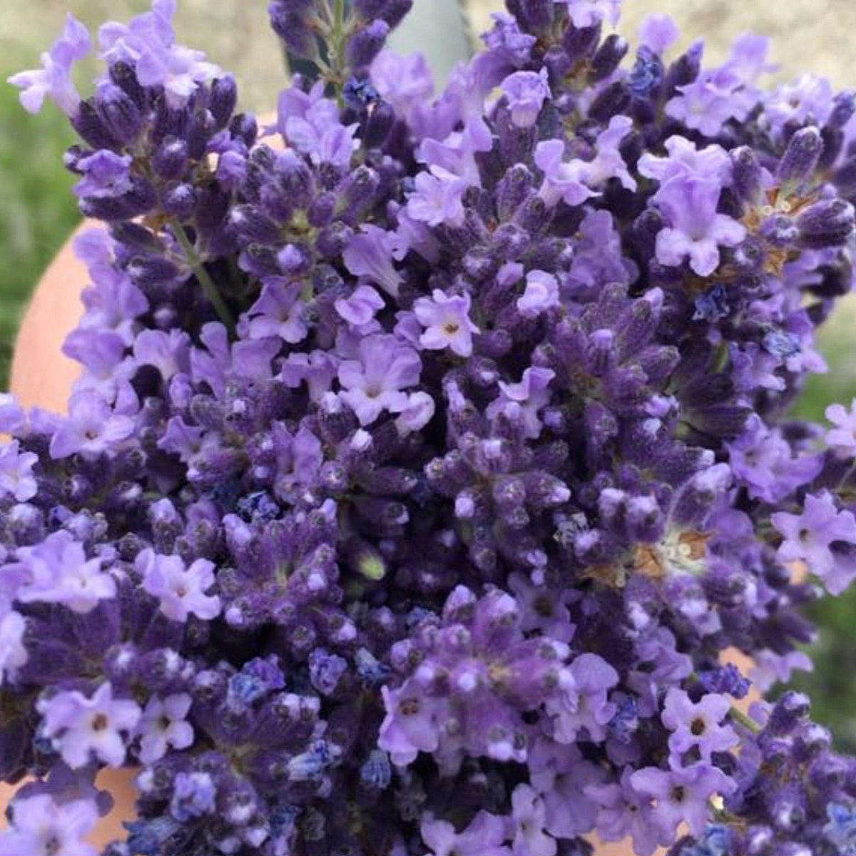 Culinary Lavender 0.5 oz — The Lavender Apple | Lavender Farm