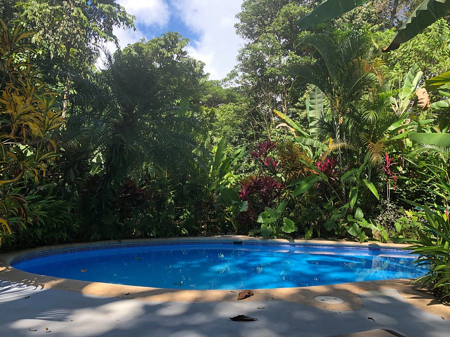 Villas En El Bosque Prices Guest House Reviews Costa Rica Playa Tortuga Tripadvisor