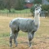 GraystoneRidgeAlpaca