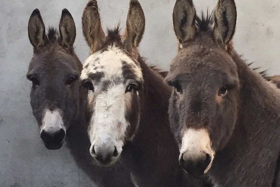 Donegal Donkey Sanctuary image