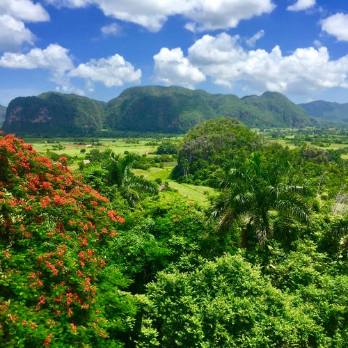 Cuba Natural Wonders: Eco-Tourism Hotspots - Unique Flora and Fauna in Viñales Valley