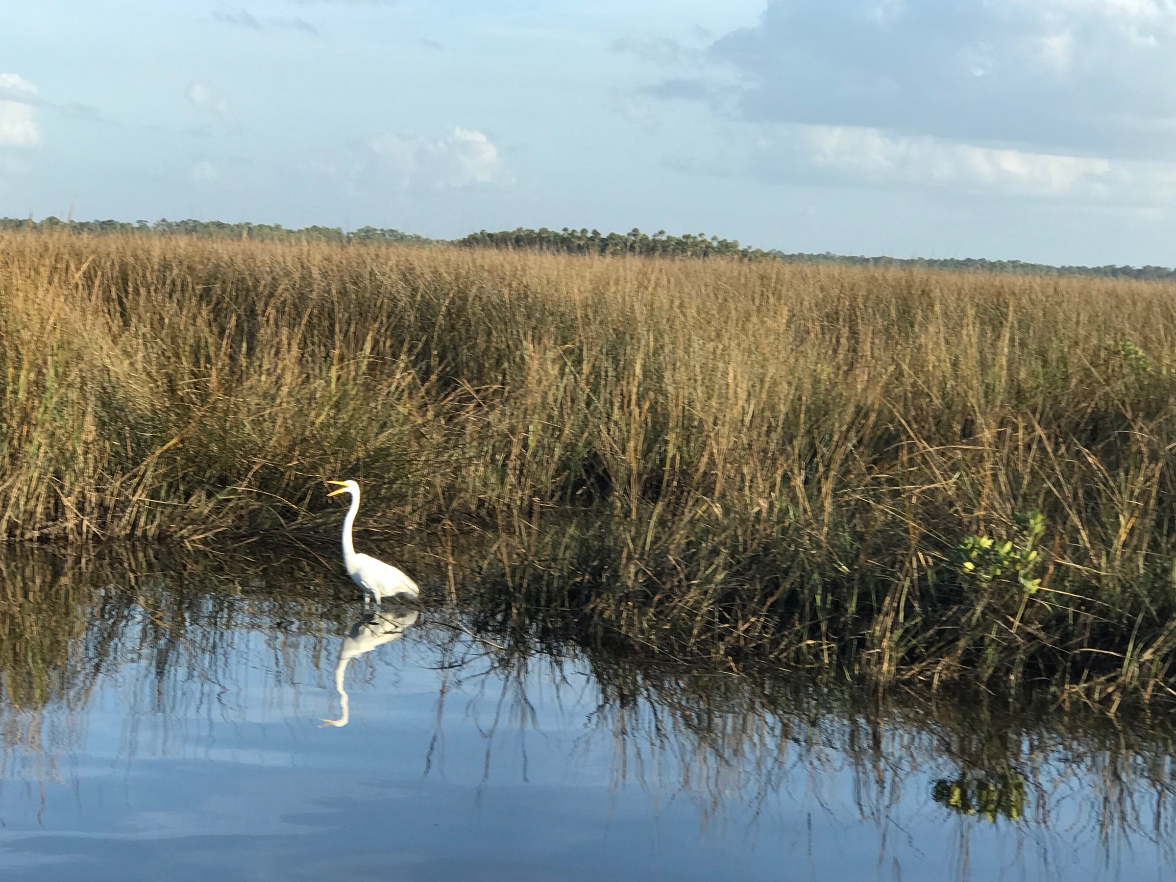 bayport river safari tours