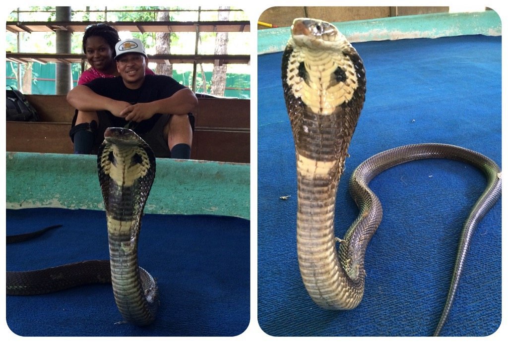Monocled Cobra - KHAO SOK National Park, Thailand