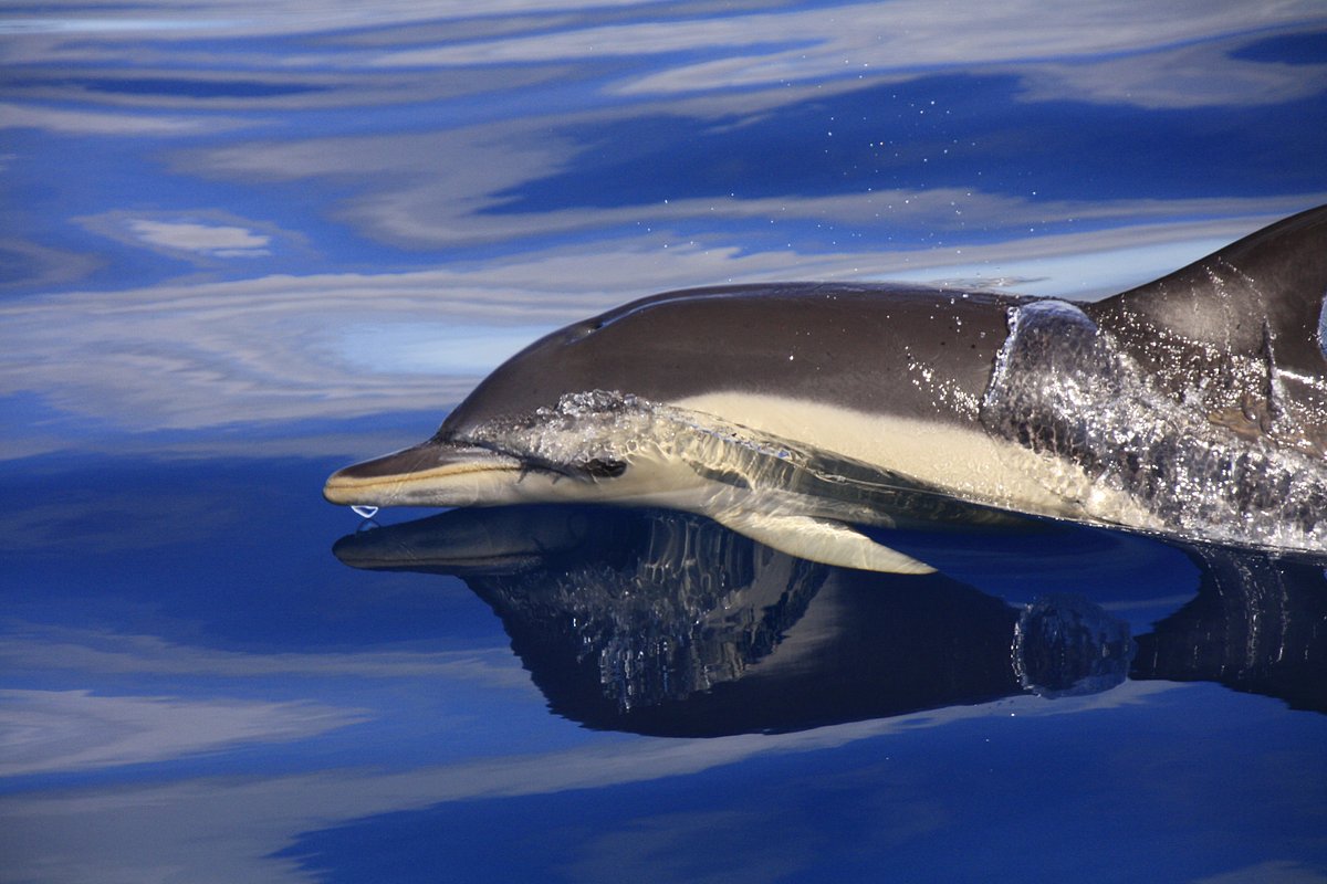 : Bottlenose Dolphin Jumping Patch Ocean Beach Zoo