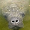 mannymanatee