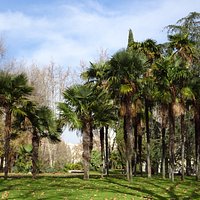 Palm trees in the park. Lovely setting for the Temple de Debod.