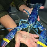A visitor holding a rare blue lobster.