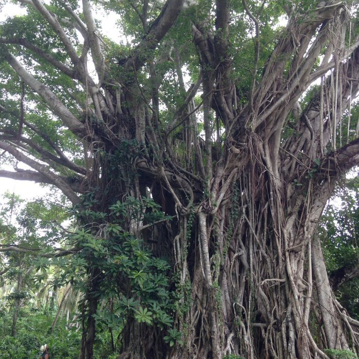 TANNA HOTSPRING - Prices & Guest house Reviews (Tanna Island, Vanuatu)