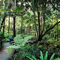 The boardwalk at Fern Gully.