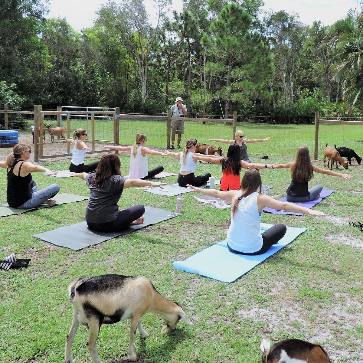 Little BIG BEAK Farm - Home of Goat Yoga - All You Need to Know