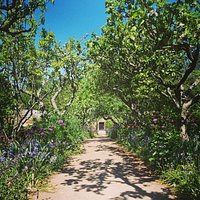 Apple walk in the walled garden