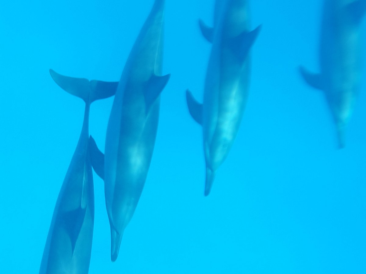 Sataya Dolphin Reef, Марса-Алам: лучшие советы перед посещением -  Tripadvisor