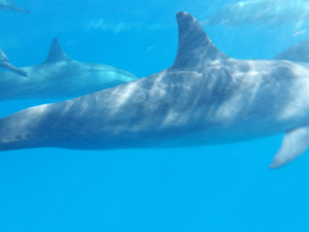 Sataya Dolphin Reef, Марса-Алам: лучшие советы перед посещением -  Tripadvisor