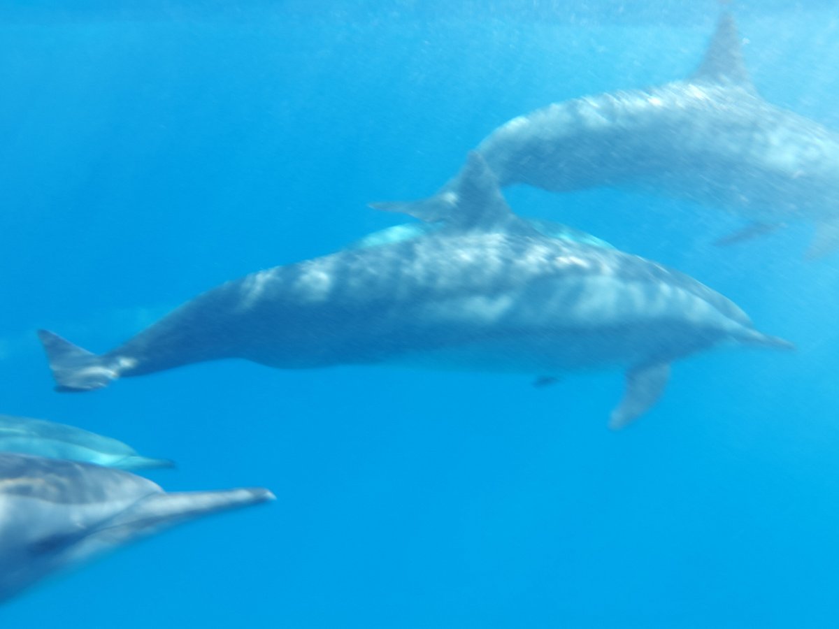 Sataya Dolphin Reef, Марса-Алам: лучшие советы перед посещением -  Tripadvisor