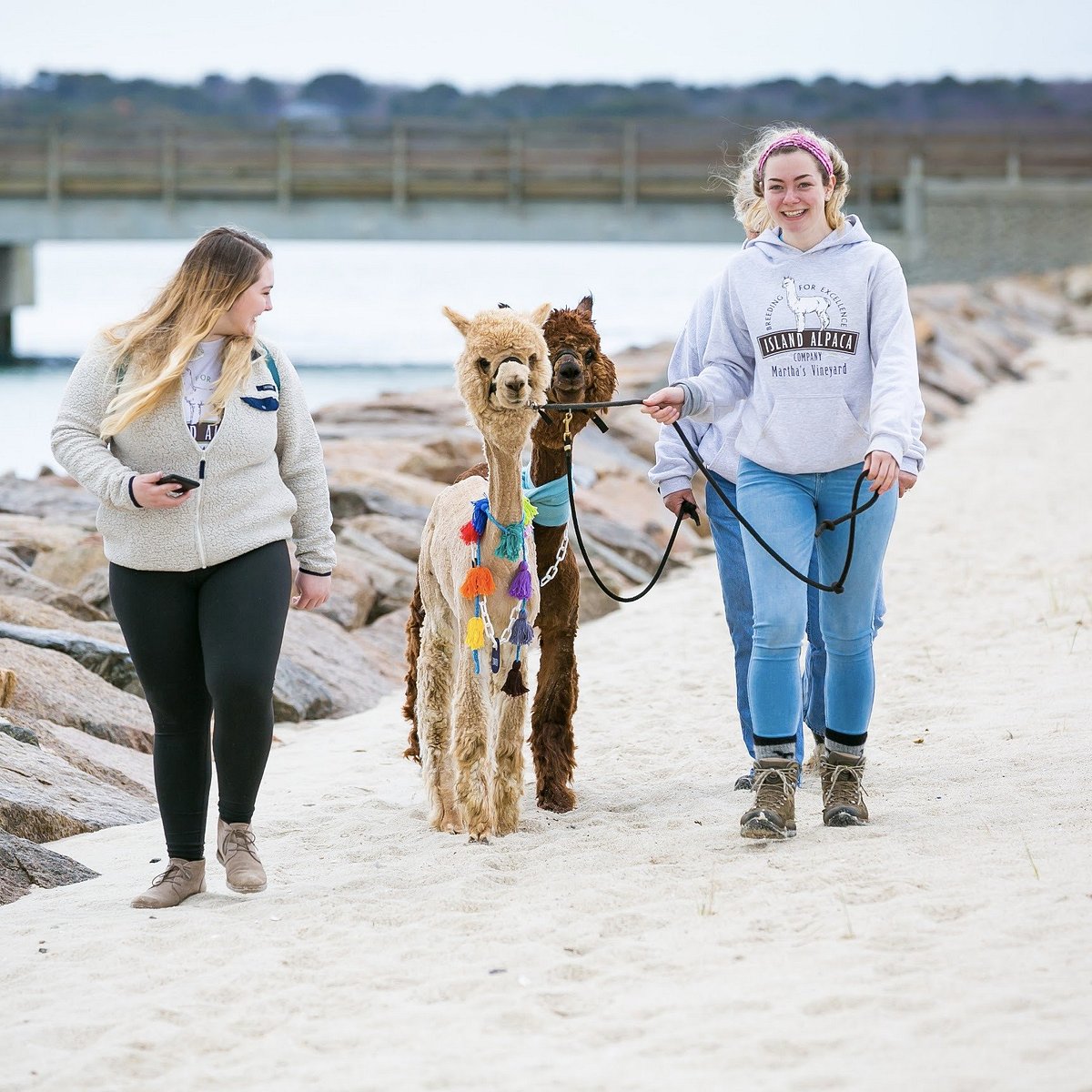 Island Alpaca Company of Martha's Vineyard (Oak Bluffs) - All You Need
