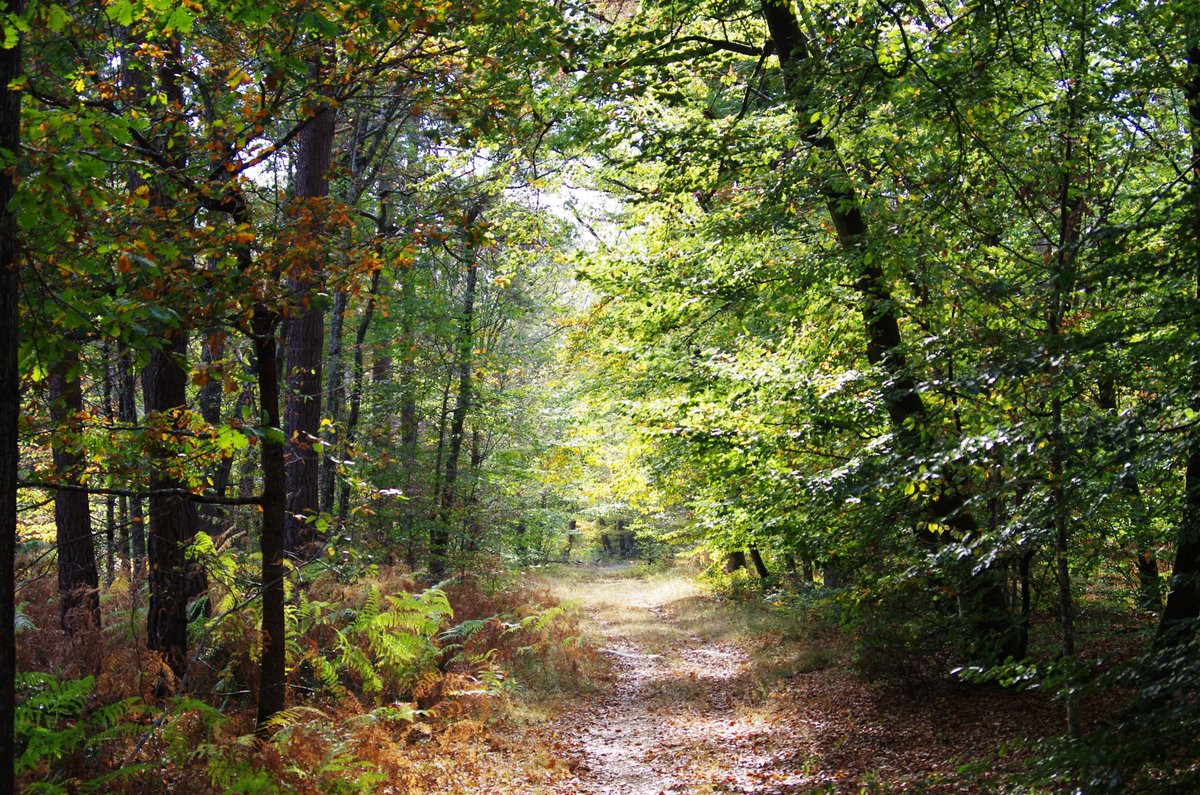 FONTAINEBLEAU FOREST (FORET DE FONTAINEBLEAU) All You Need to Know