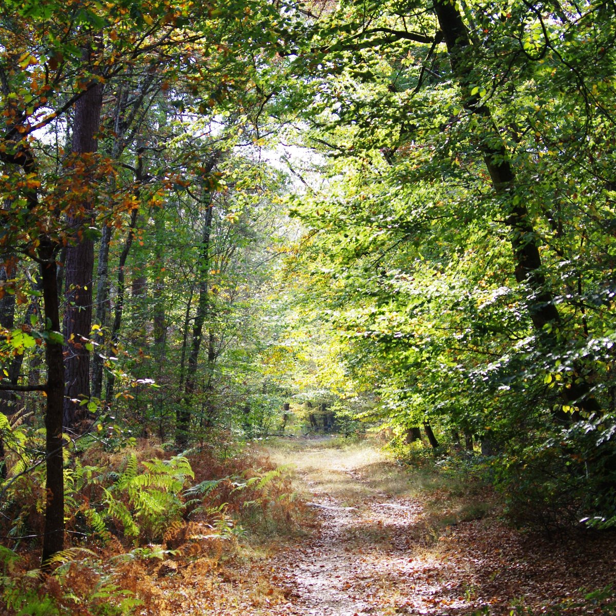 Fontainebleau Forest (Foret de Fontainebleau) Qué SABER antes de ir