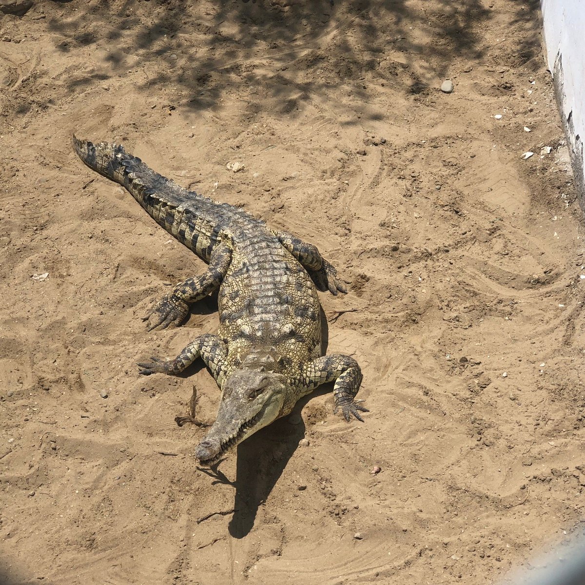 Zoocriadero de Cocodrilos (Tumbes) - Lo que se debe saber antes de viajar -  Tripadvisor