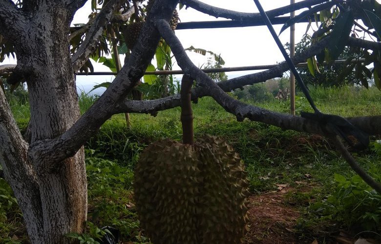 Embung nglangeran special region of yogyakarta
