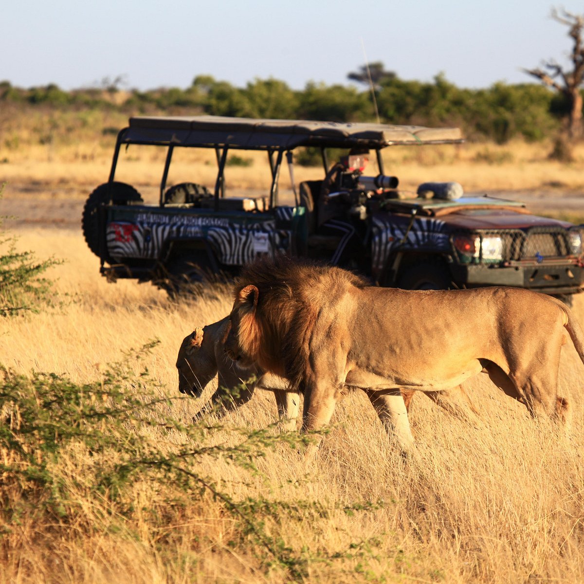 safari gaborone botswana