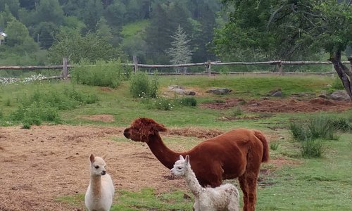 We had two white baby alpacas born in the summer of 2018.