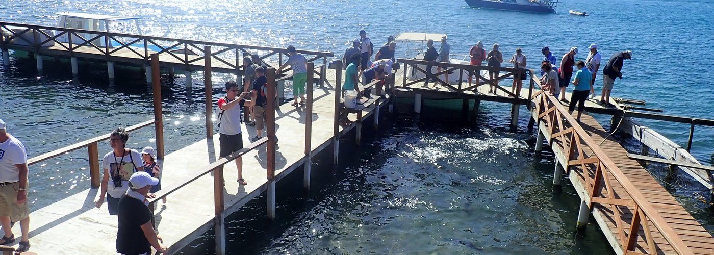 Harbor tour and snorkel excursions available right off the dock. Book directly with us today. 