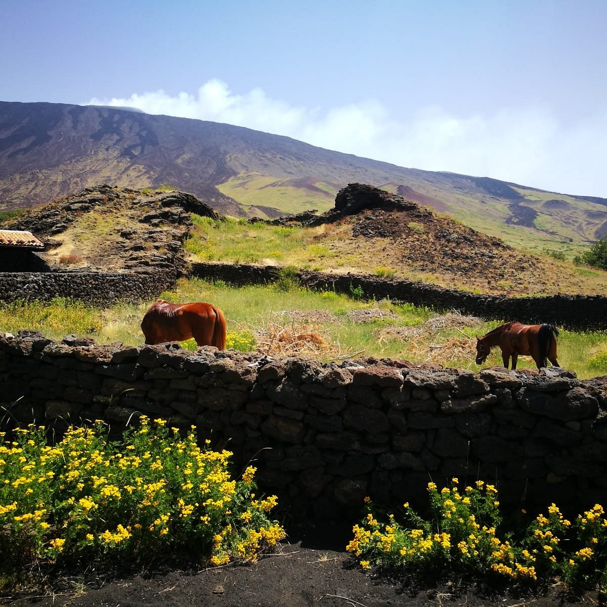 Etna Horse Paradise, Бельпассо: лучшие советы перед посещением - Tripadvisor