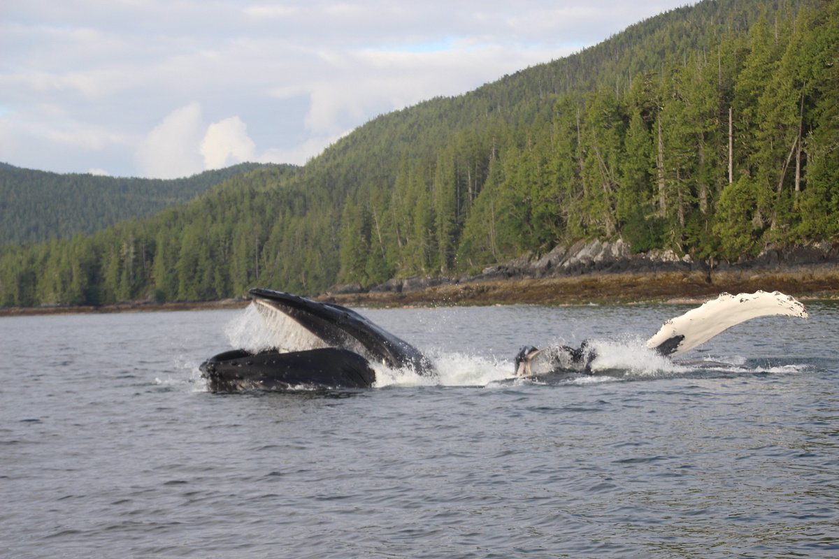 LEGACY LODGE AT RIVERS INLET - Updated 2024 Reviews (British Columbia)