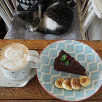 猫たちは店の中でいつでも自由です。