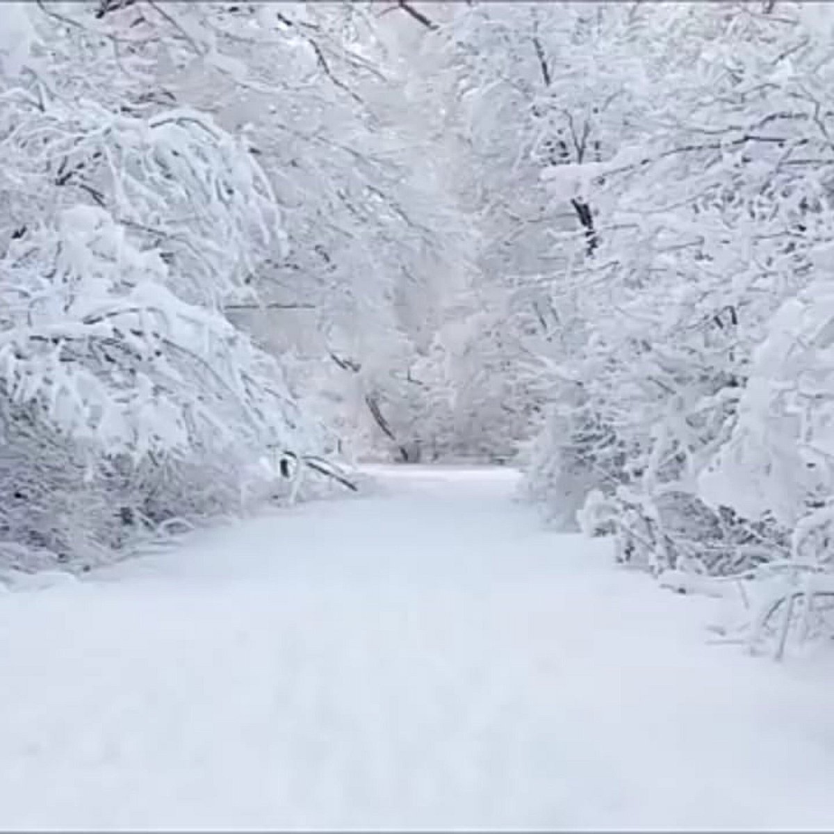 Белым снегом стежка