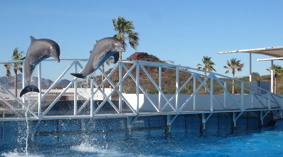 Delfinario Sonora (ACTUALIZADO 2025) - Qué SABER antes de ir (con Opiniones) - Tripadvisor