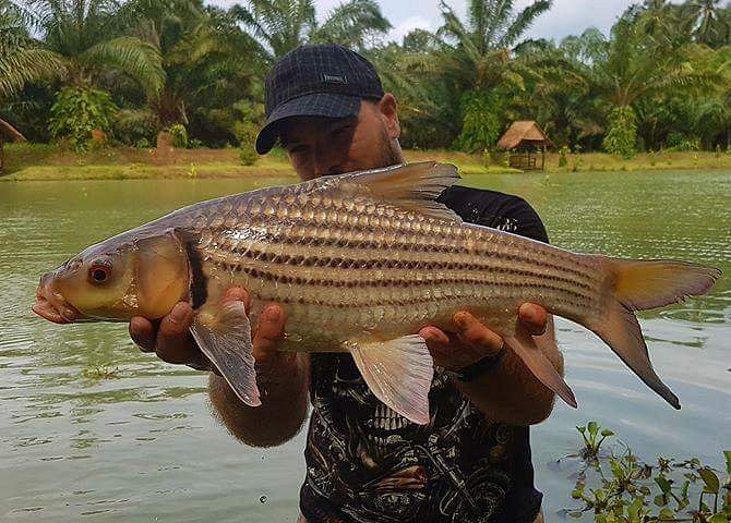 Chumphon Fishing Resort Thailand image
