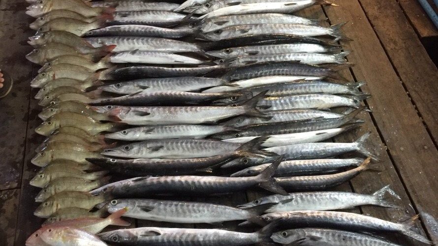 fresh fish