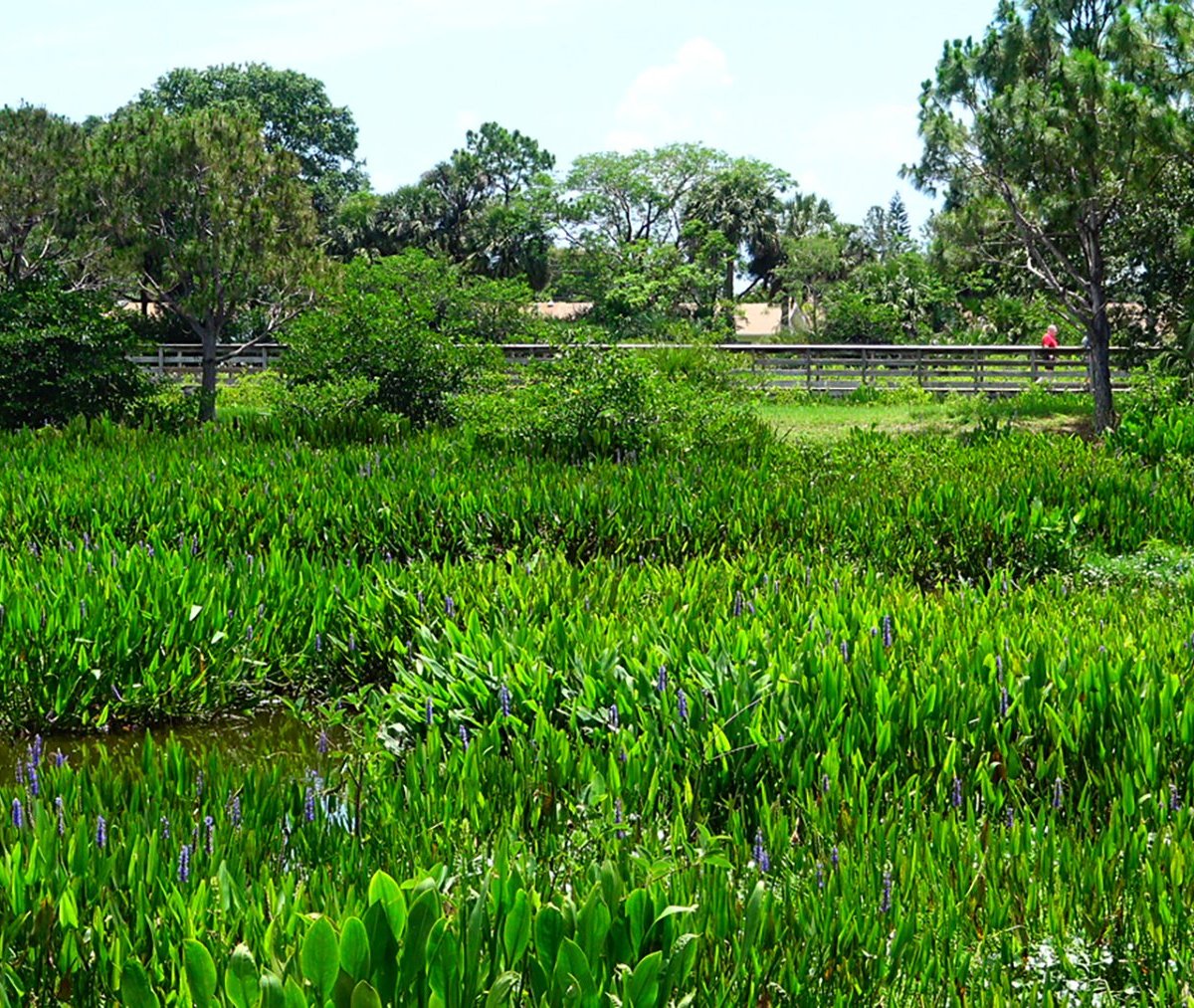 Wakodahatchee Wetlands - All You Need to Know BEFORE You Go (with Photos)