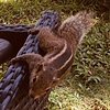 PerthSquirrel