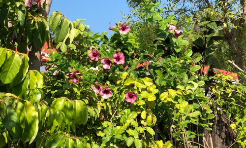 Tropical Sands Kelaa