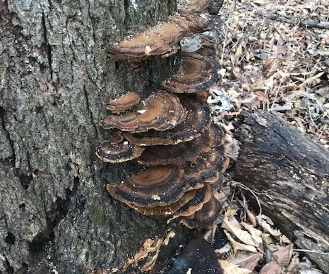 Mushrooms! - Picture of Thomas Mitchell County Park, Mitchellville -  Tripadvisor