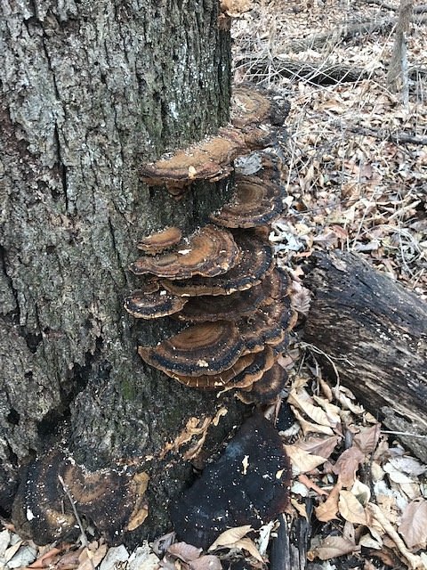 Thomas Mitchell Park - Polk County Iowa