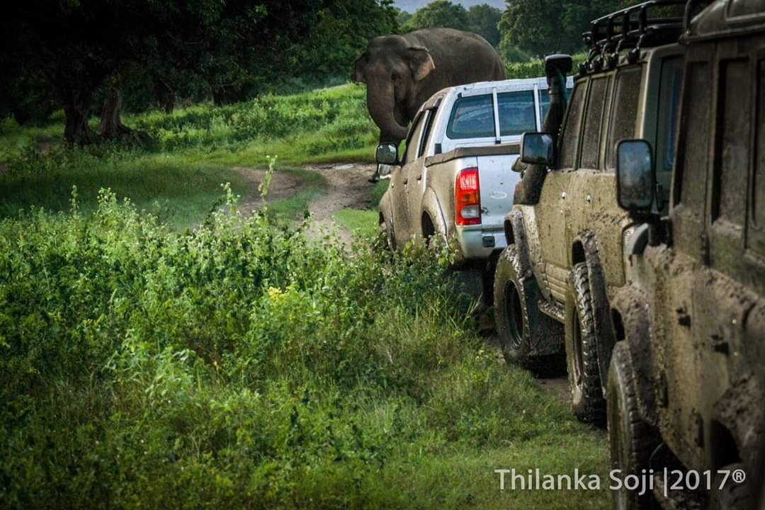 MINNERIYA NATIONAL PARK ELEPHANT WATCHING JEEP SAFARI (Habarana) - All ...