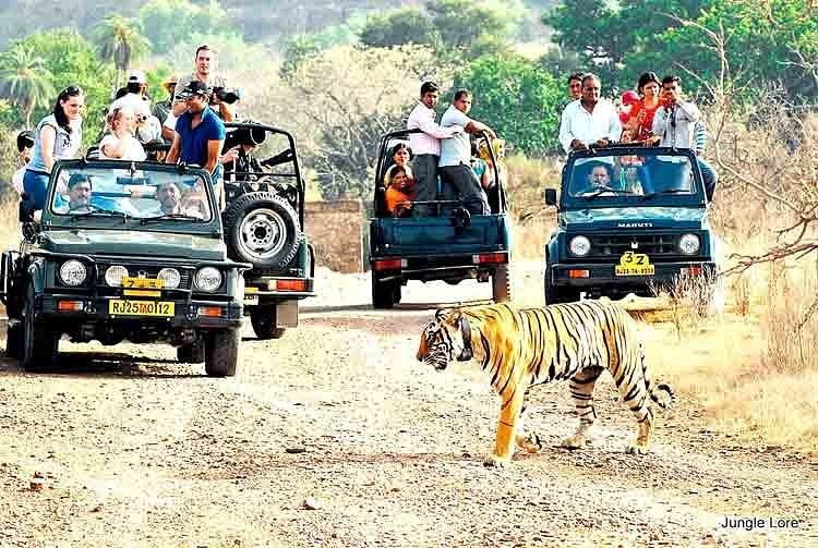 safari trip ranthambore