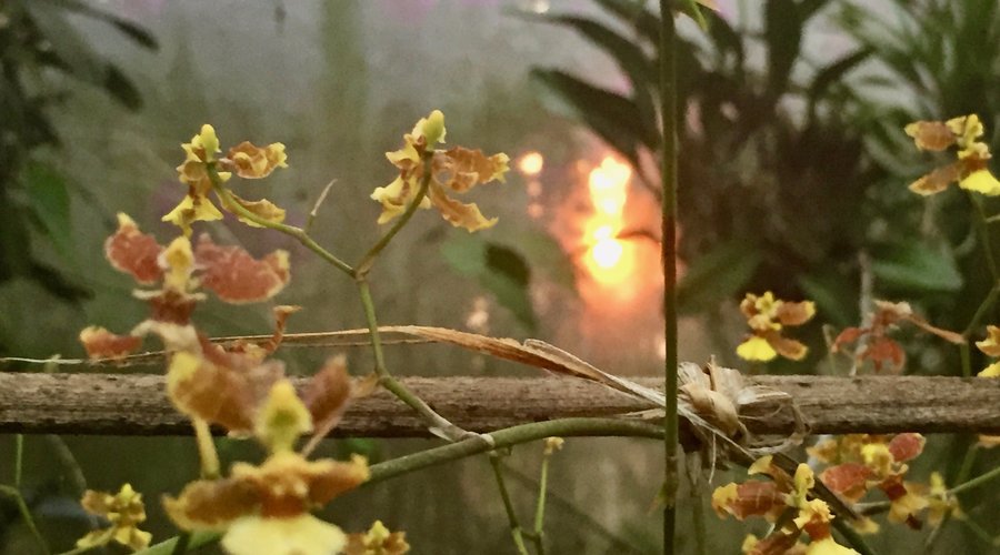 orquideas en el atardecer. 
orchids in the sunset.