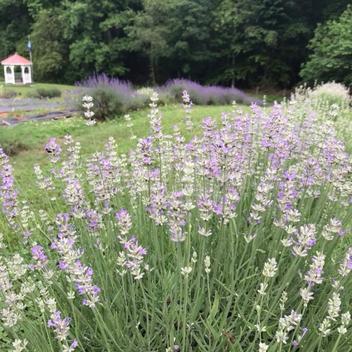 Culinary Lavender - Red Oak Lavender