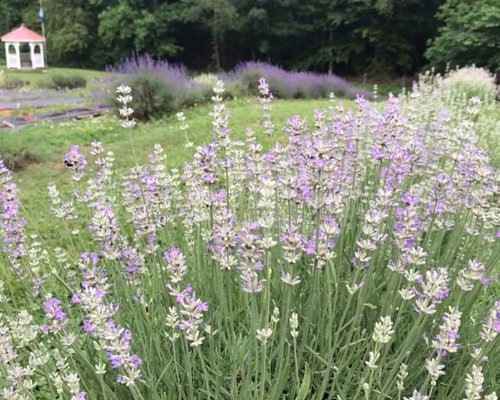 day trips from dahlonega ga