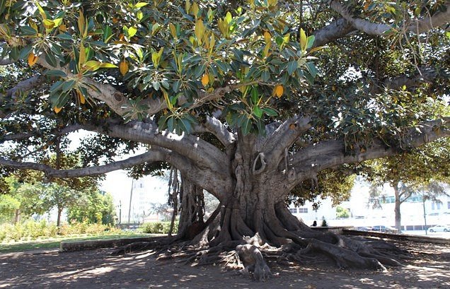 Moreton Bay Fig tree image